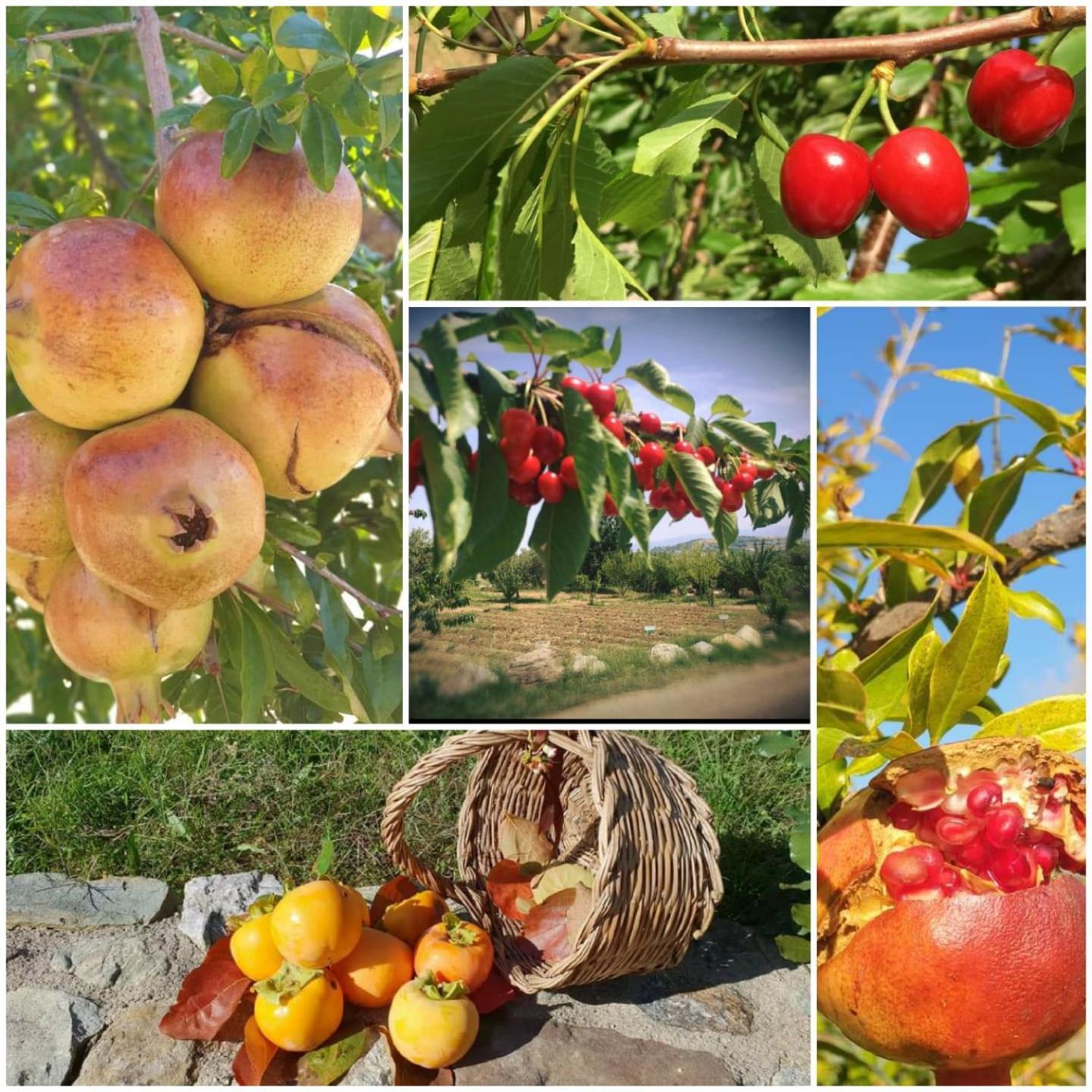 Agri Art Vila San Benedetto Ullano Exterior foto