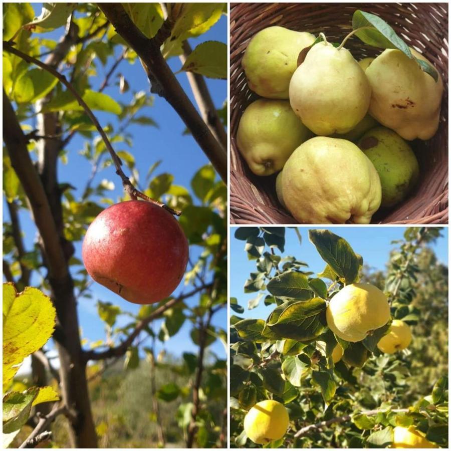 Agri Art Vila San Benedetto Ullano Exterior foto