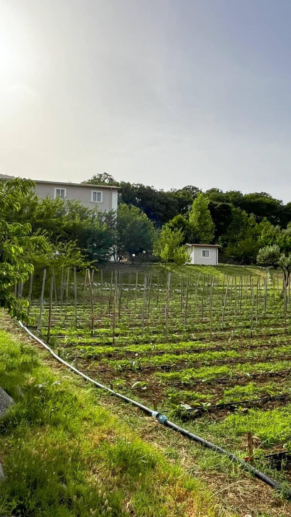 Agri Art Vila San Benedetto Ullano Exterior foto